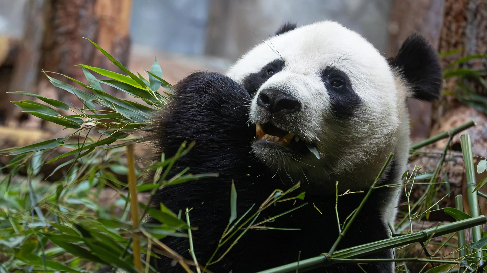 Edgar Breshchanov/Global Look Press