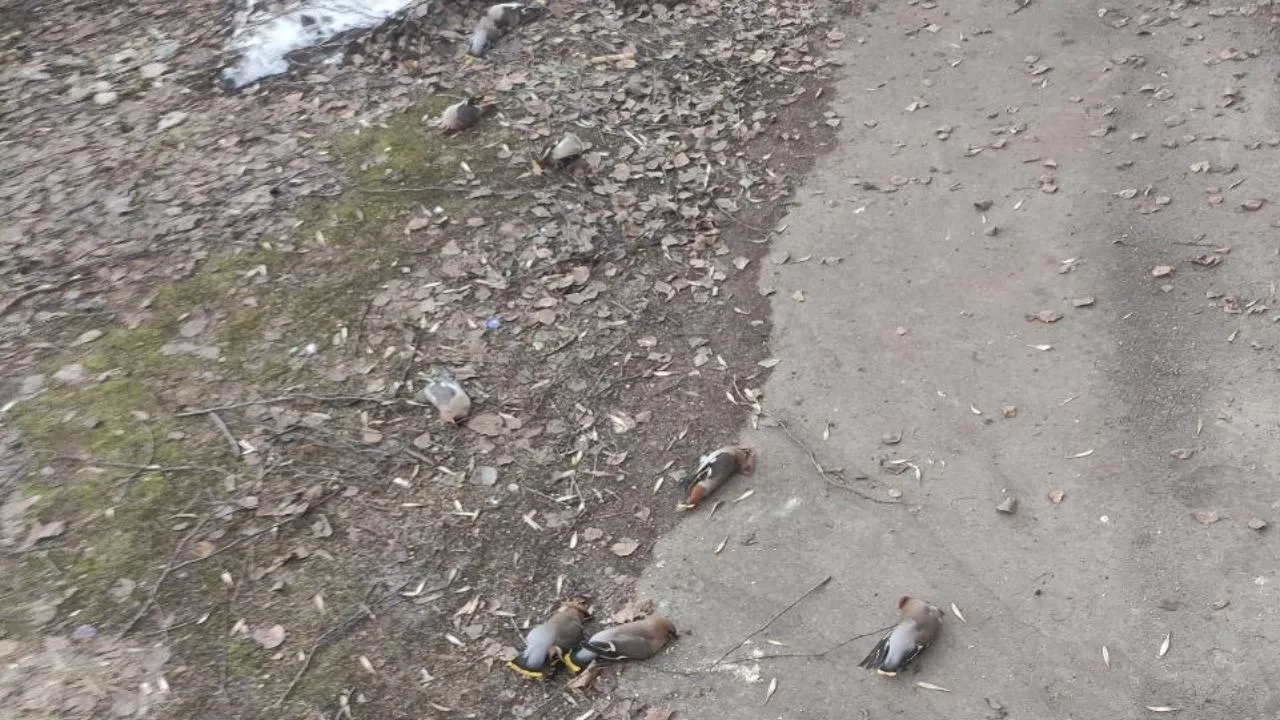 t.me/life_sergiev_posad