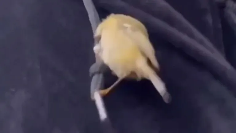 Пьющая птица — горе в семье. Скриншот из видео в ТГ-канале «Москва районы»/https://t.me/areamsk/1805