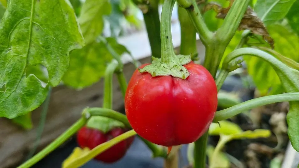 Фото: REGIONS/Наталия Надточая