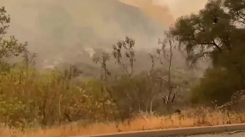 В Калифорнии деревья спасают от огня при помощи одеял