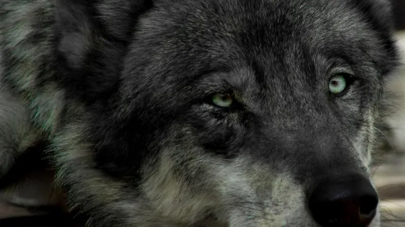 Волка, укусившего ребенка в МО, усыпят, если хозяева не предъявят на него документы