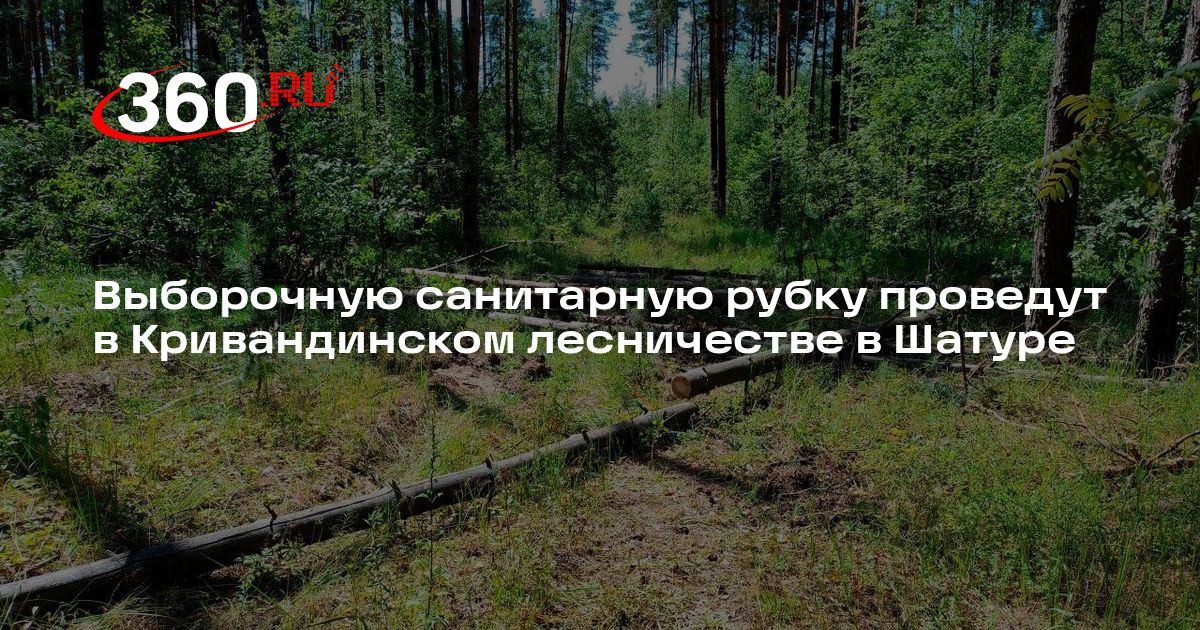 Выборочную санитарную рубку проведут в Кривандинском лесничестве в ...
