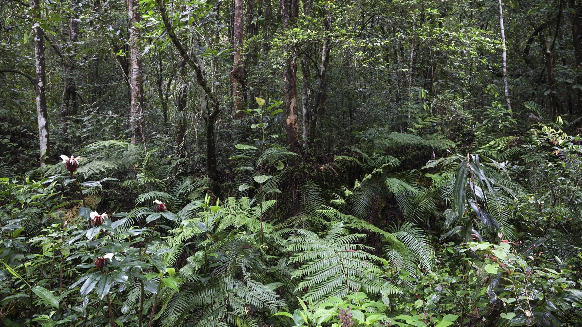 Harry Laub/imageBROKER.com