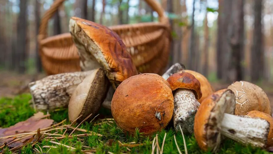 Фото: freepik.com