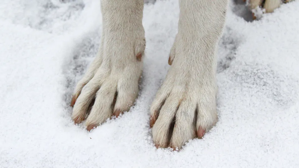 Фото: istockphoto.com/Tungalag Balzhirova