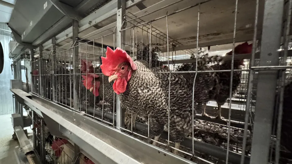 Фото: МедиаБанк Подмосковья/Татьяна Рунова