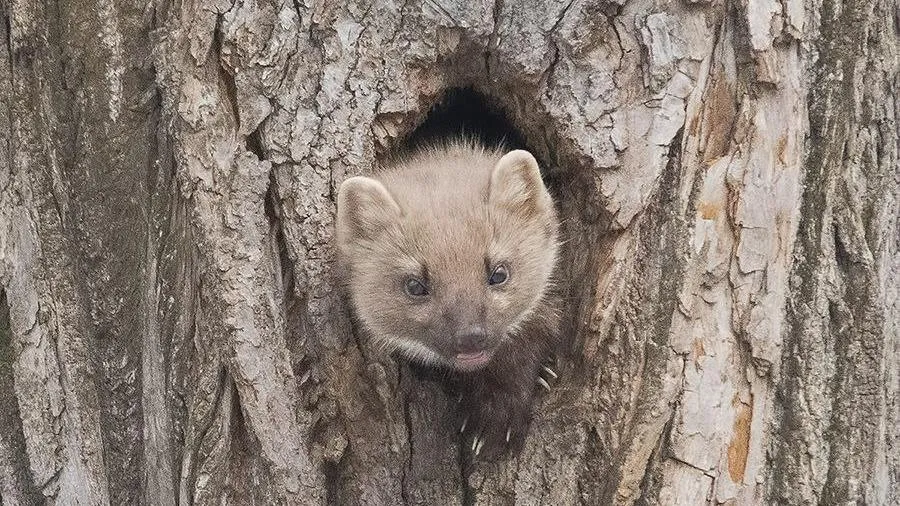 личный архив Елены Швыдун