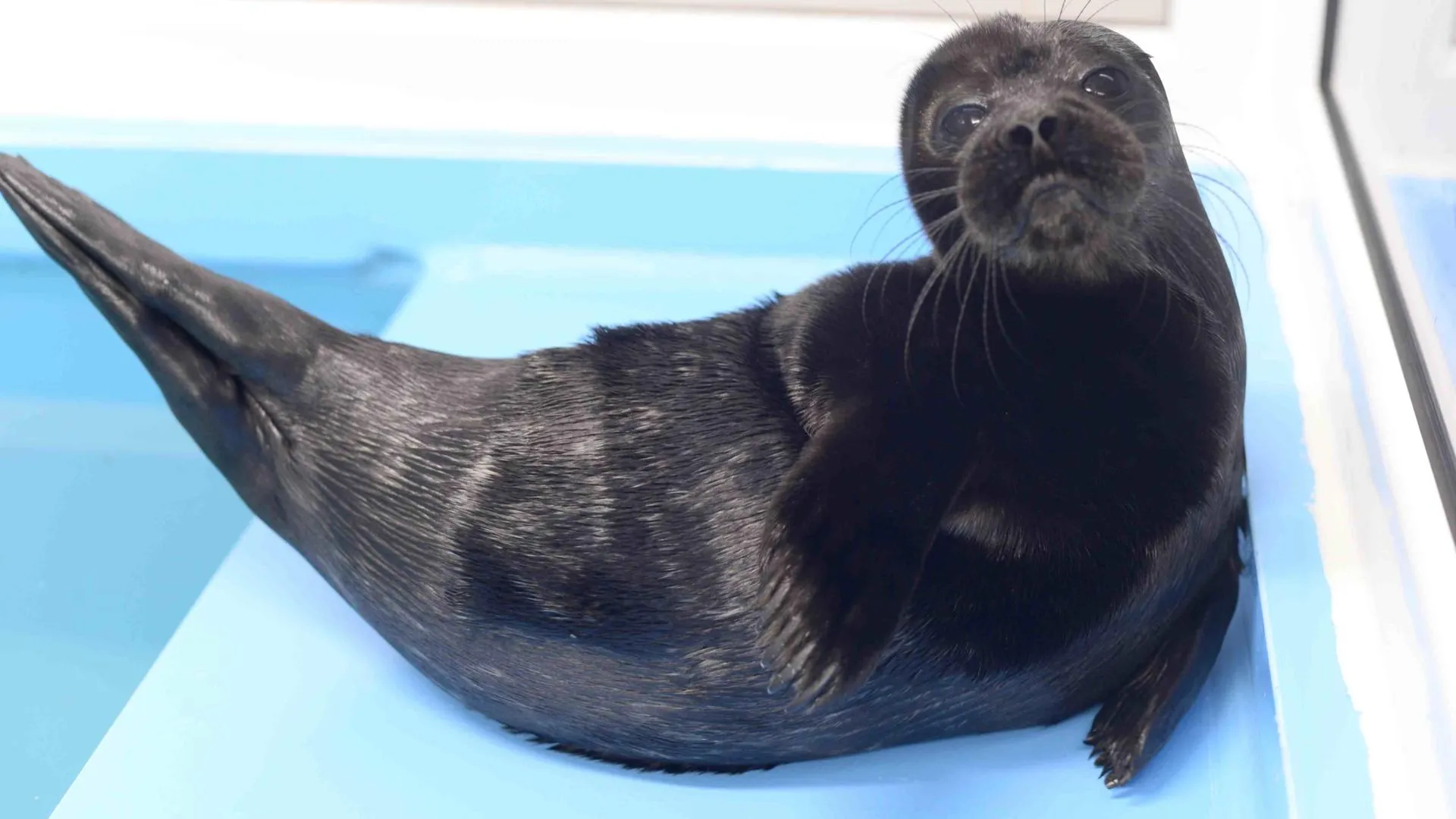 Фонд друзей балтийской нерпы