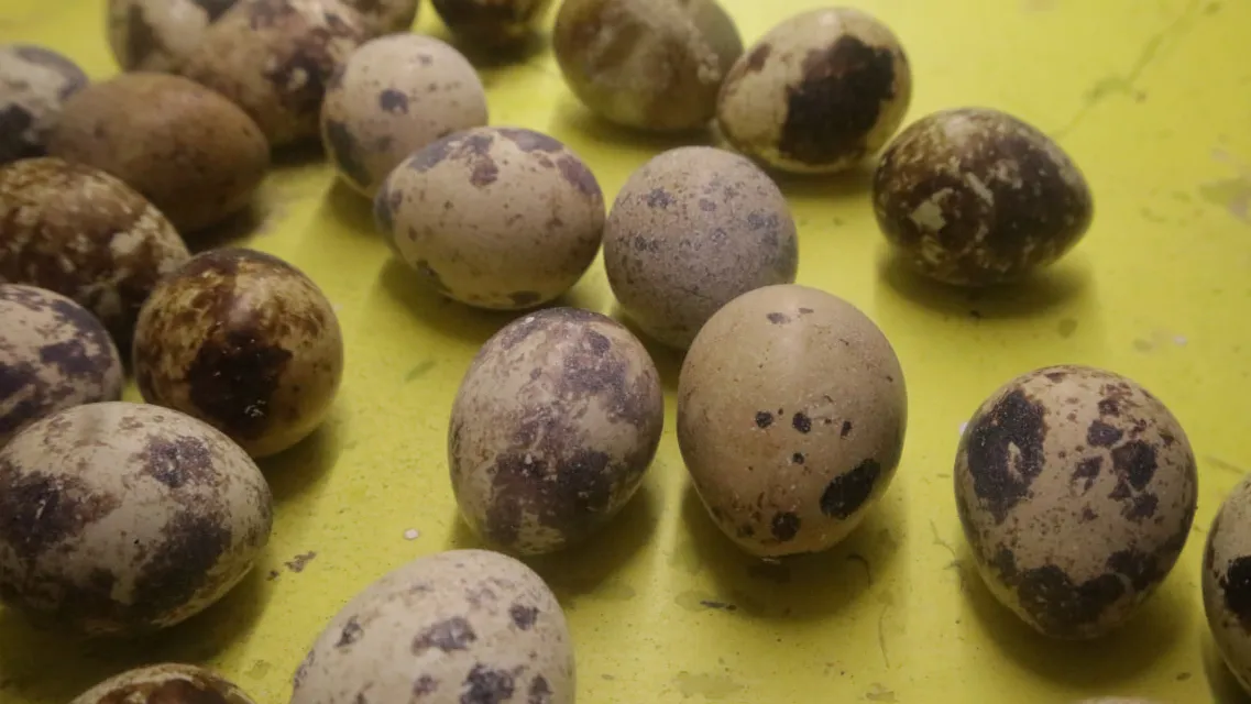 Фото: МедиаБанк Подмосковья/Мария Панина