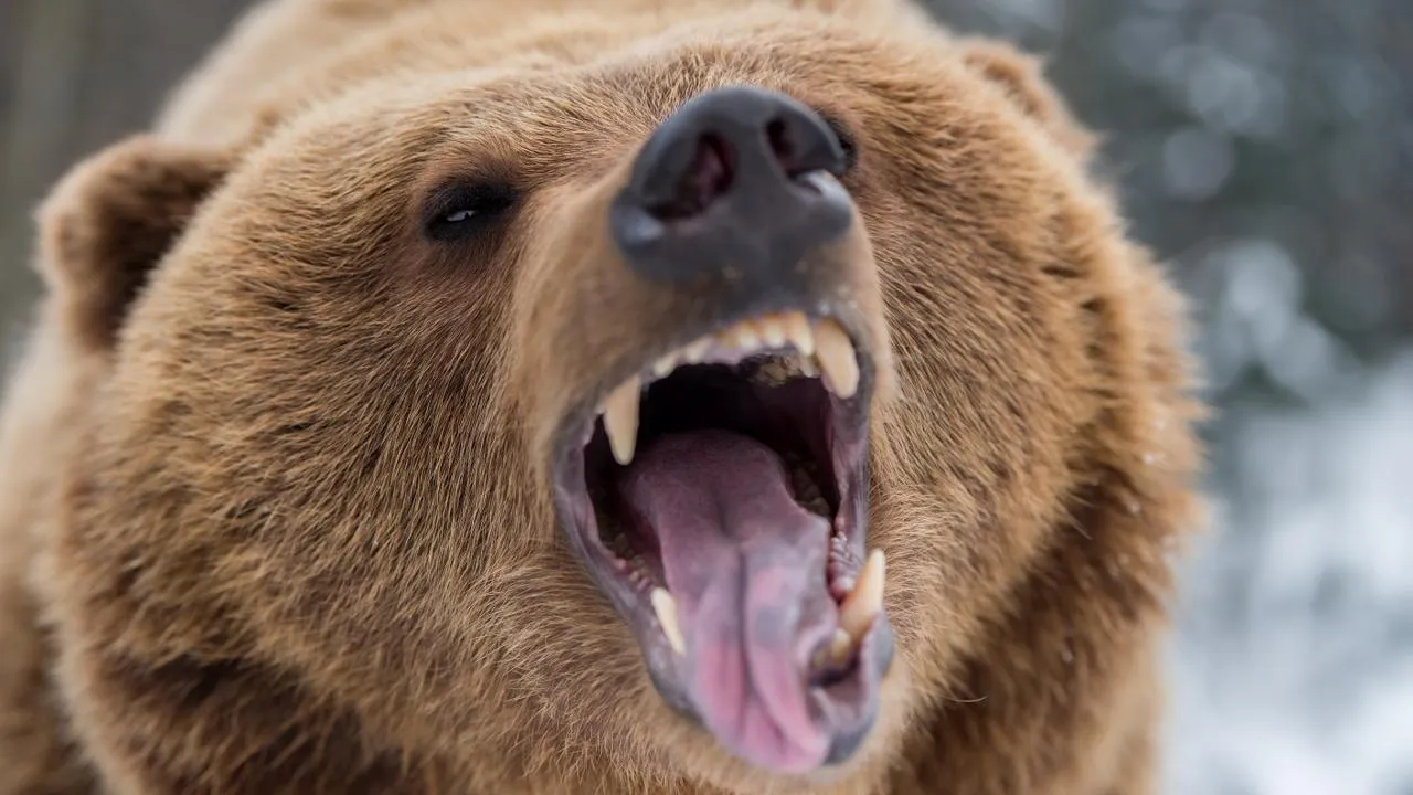 istockphoto.com/Byrdyak