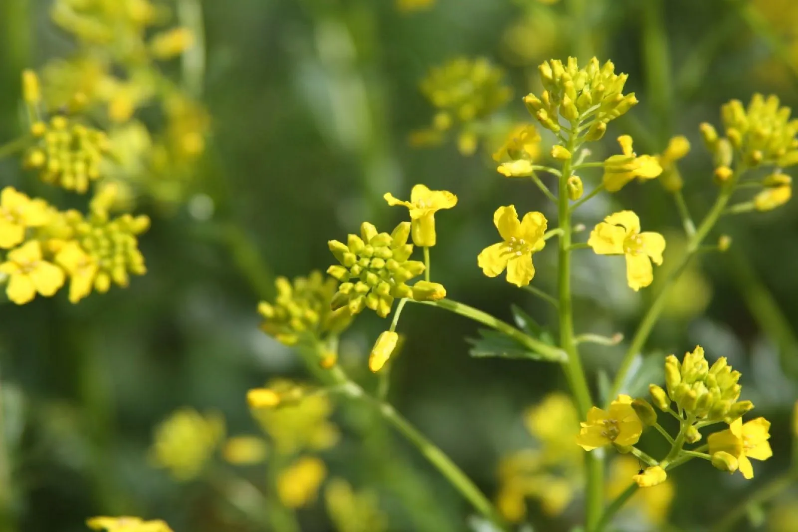 Никита Волков