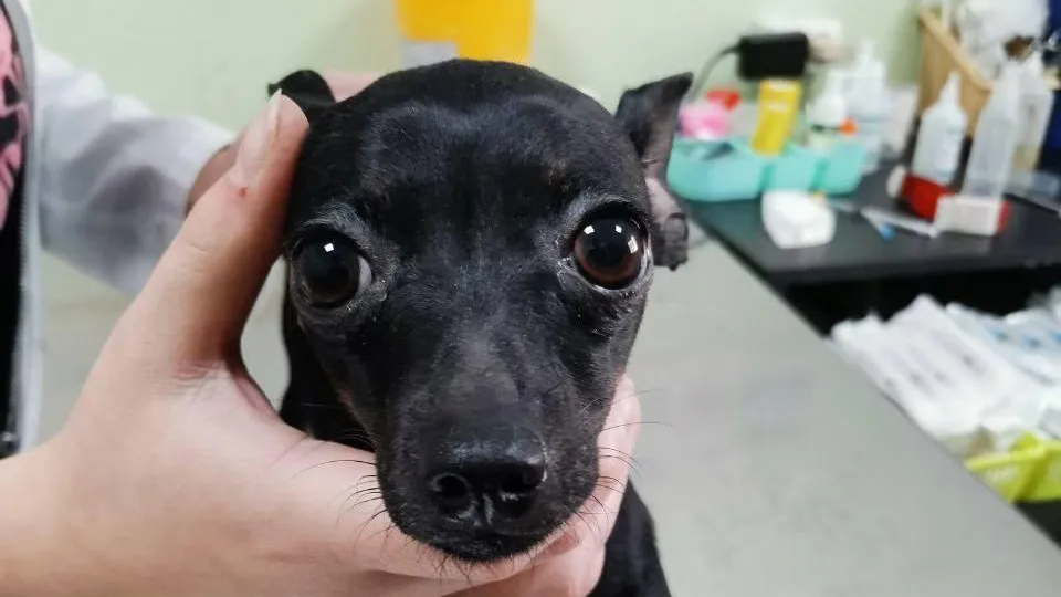 пресс-служба Министерства сельского хозяйства и продовольствия Московской области