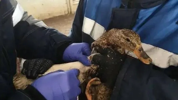 Министерство сельского хозяйства и продовольствия МО