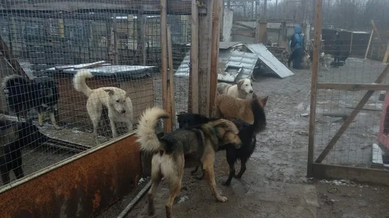 Ассоциация "Благополучие животных"