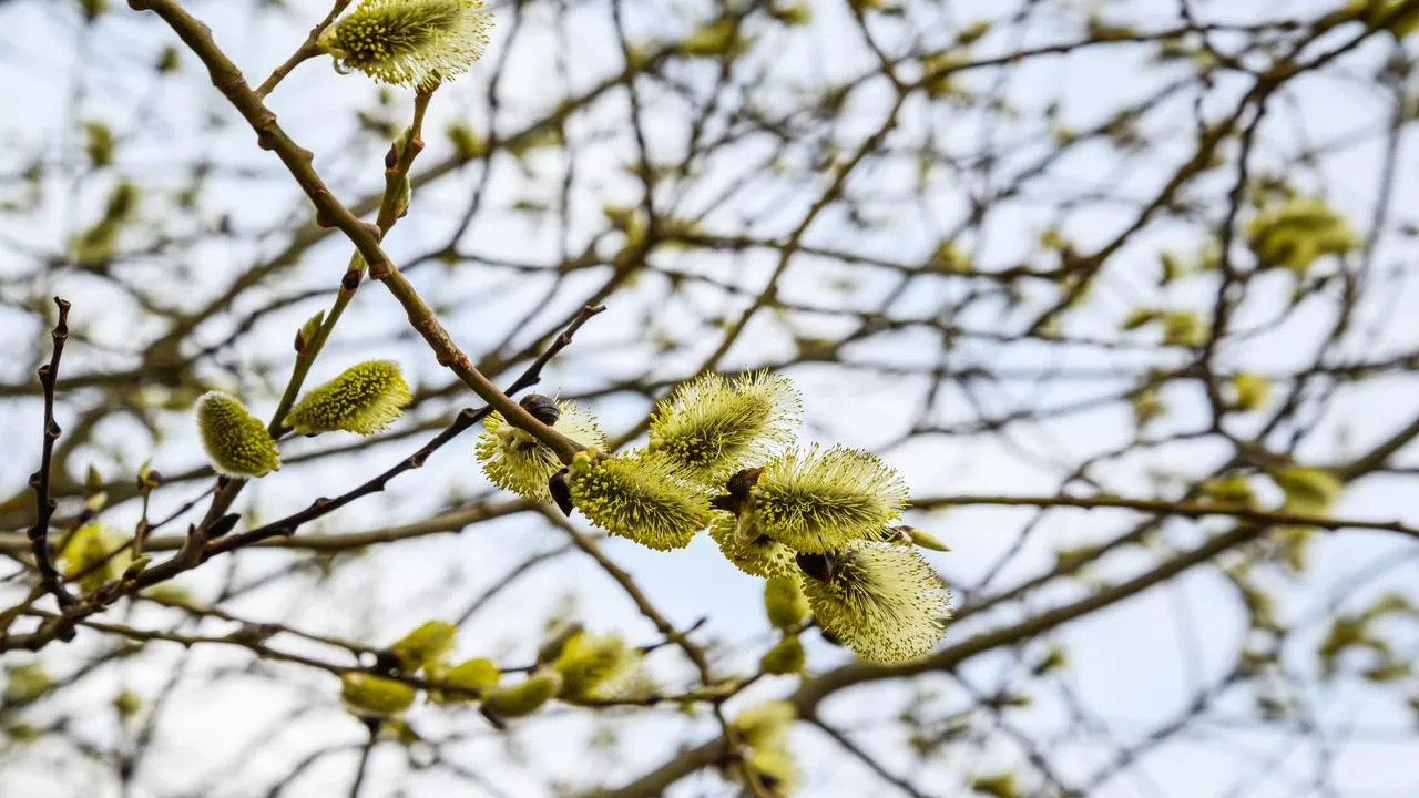 медиасток.рф