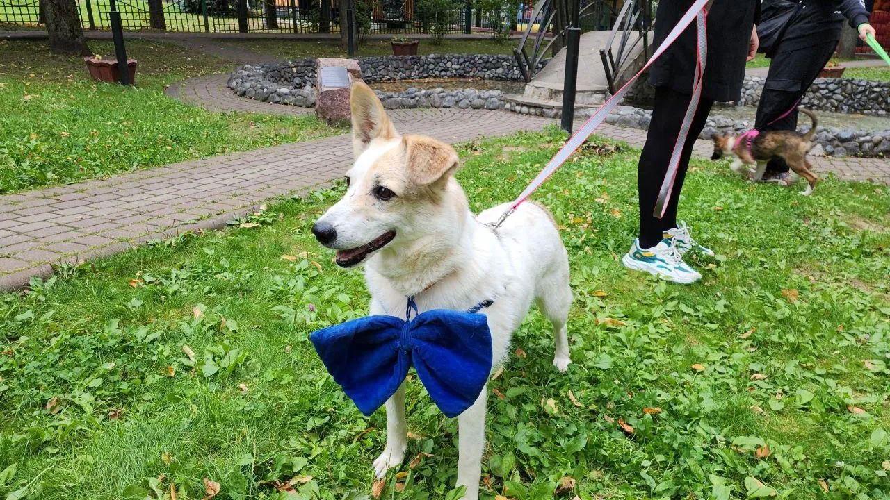 Мария Амелина