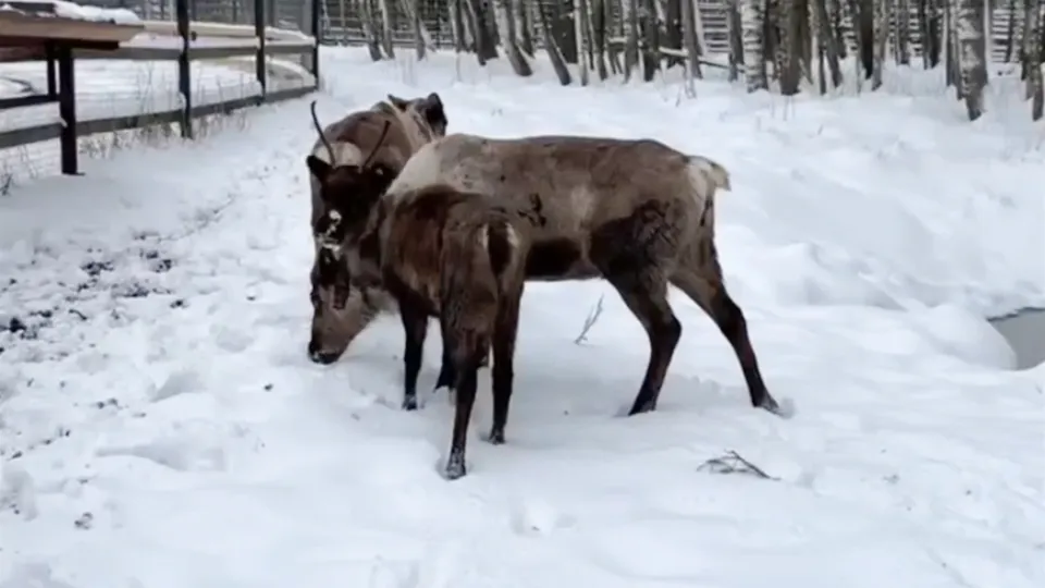 Фото: t.me/elk_island_national_park