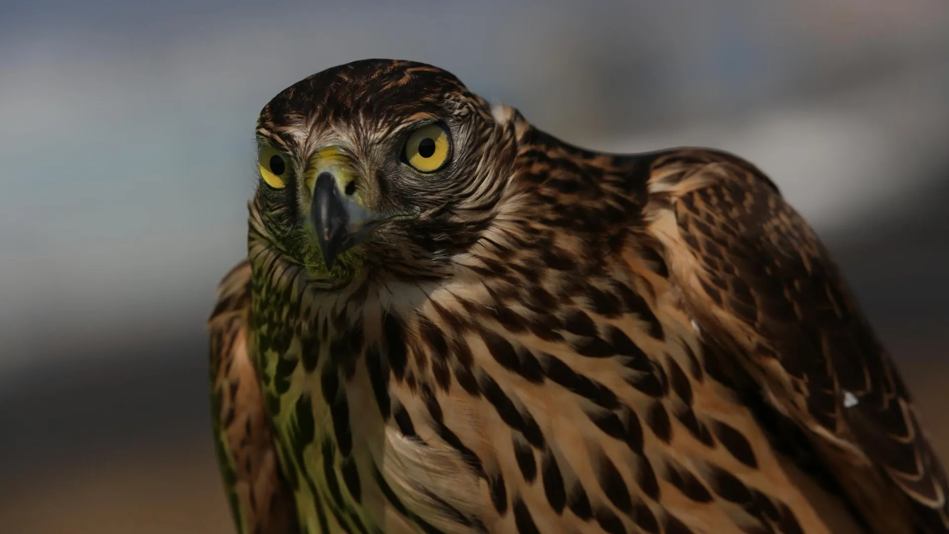 медиасток.рф