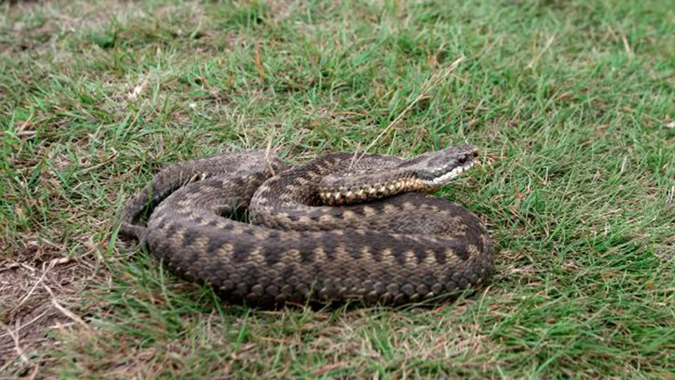 Фото: istockphoto.com/MikeLane45