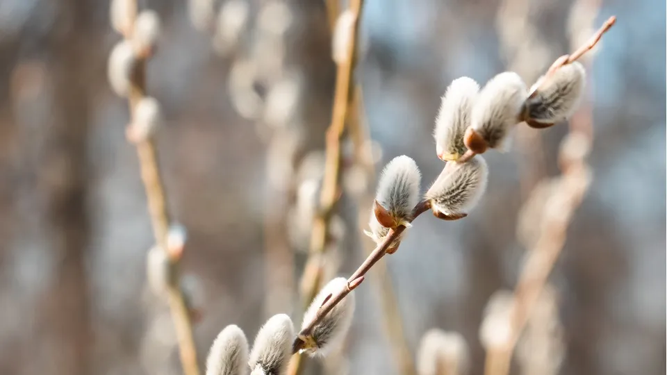 Фото: МедиаБанк Подмосковья/Мария Юдина