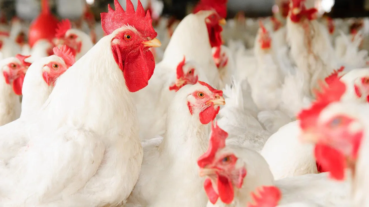 Подмосковный птицекомплекс будет поставлять свою продукцию в Китай