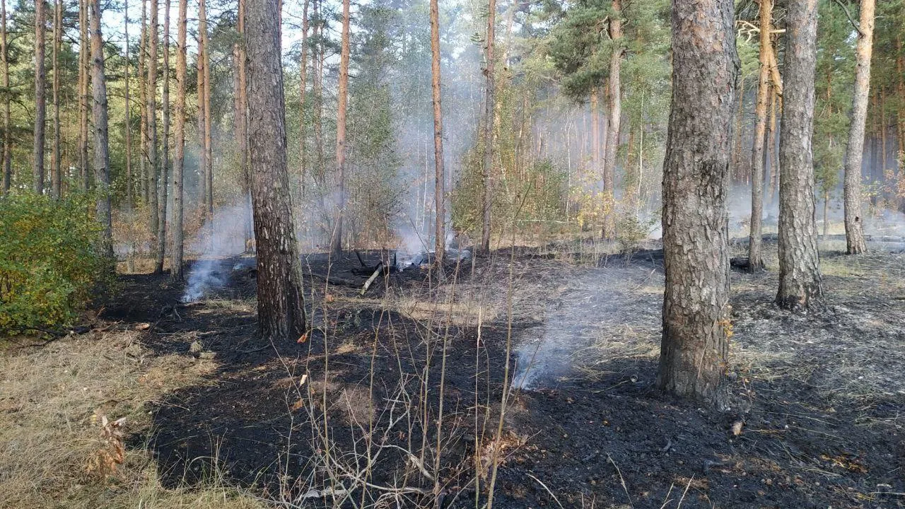 Фото: Комитета лесного хозяйства МО
