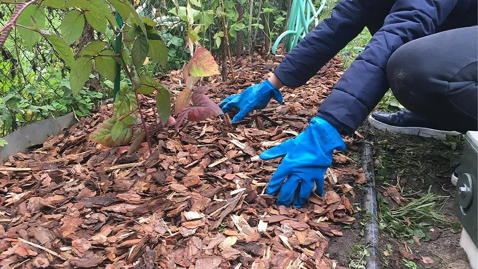 Фото: istockphoto.com/Daria Soldatkina