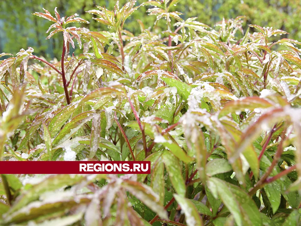 Фото: REGIONS/Наталья Бычкова<br>