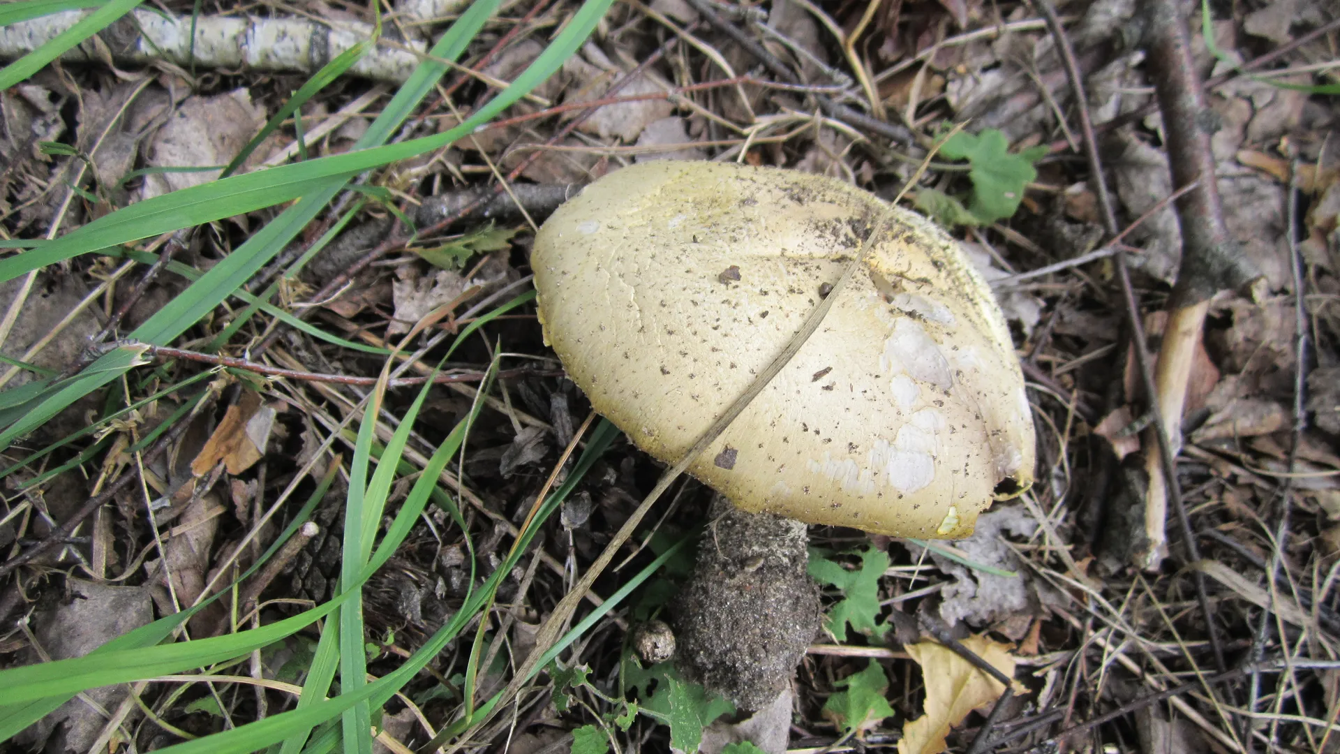 Фото: Олег Книжник