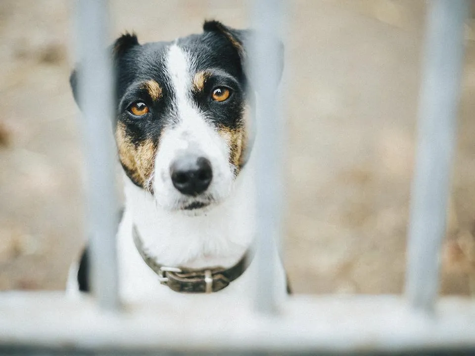 Введены штрафы для тех, кто выбрасывает домашних животных