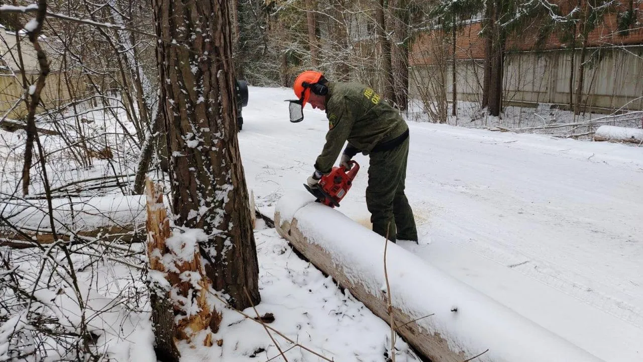 Фото: Комитет лесного хозяйства Московской области