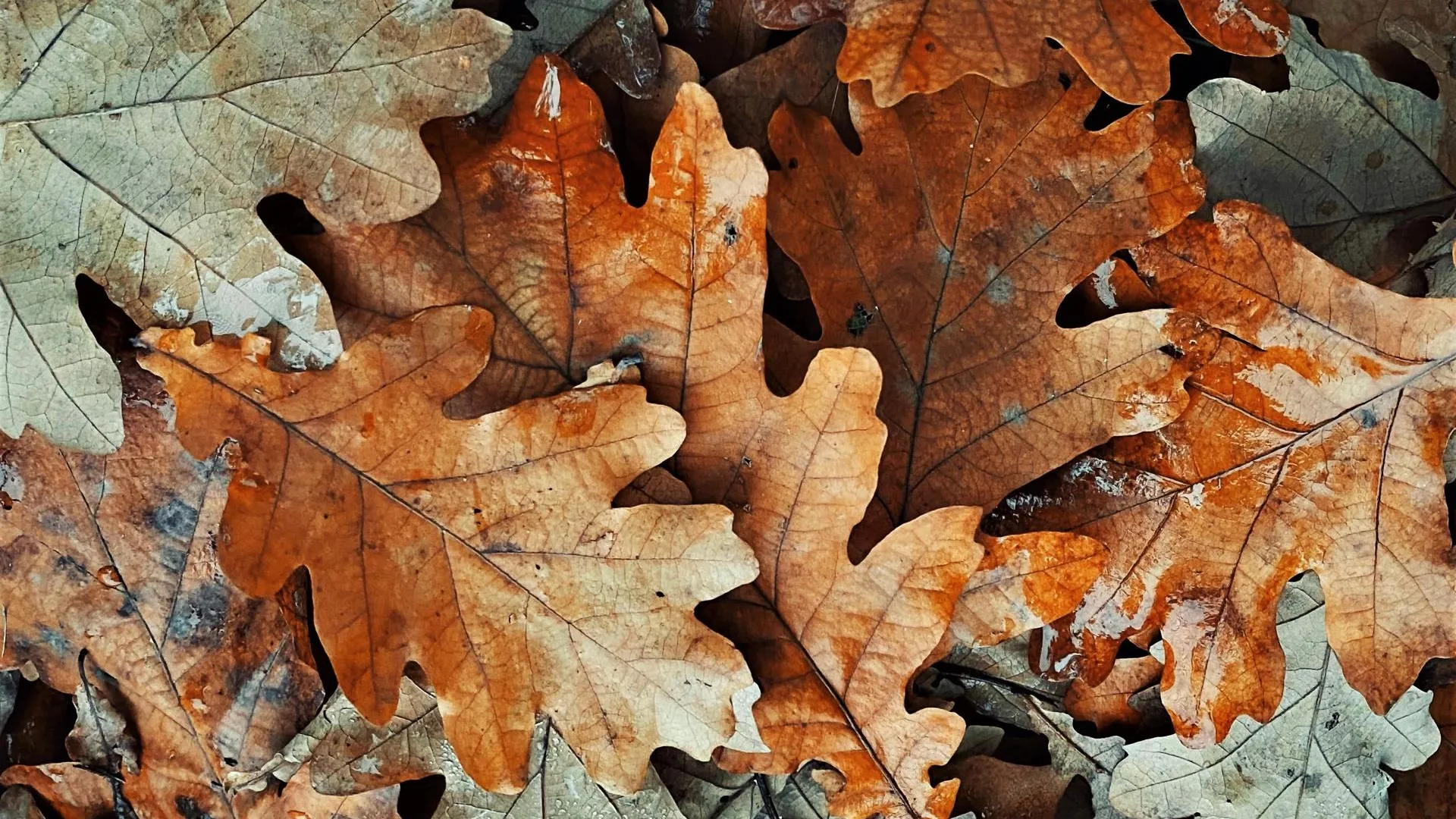 Фото: pexels.com