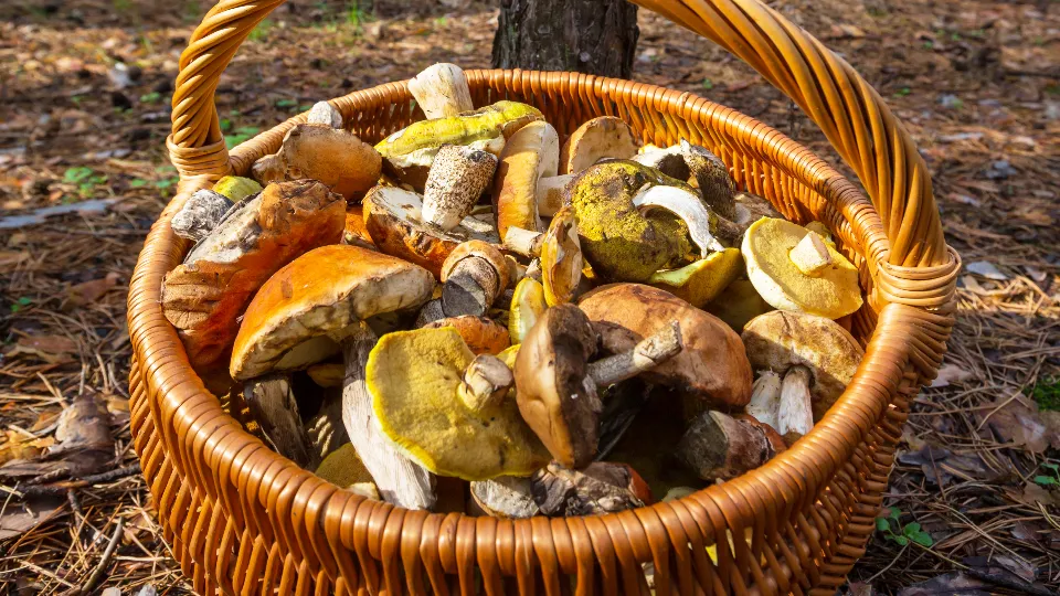 Фото: freepik.com