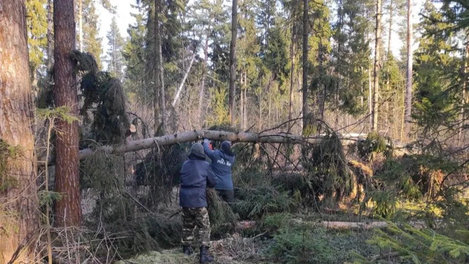 Фото: пресс-служба Комитета лесного хозяйства Московской области