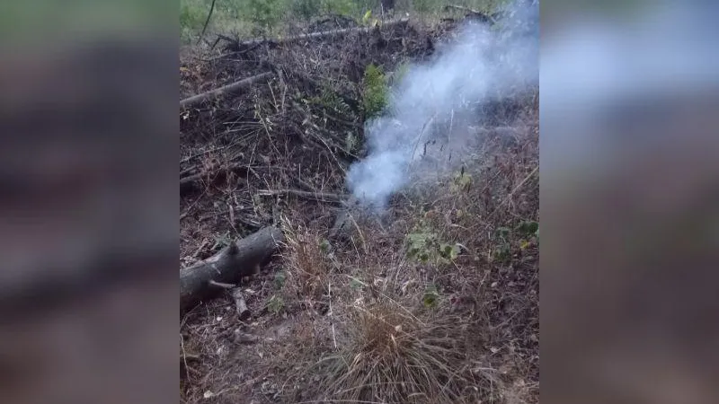 Поджигателя, устроившего пожар в лесу, поймали жители Балашихи