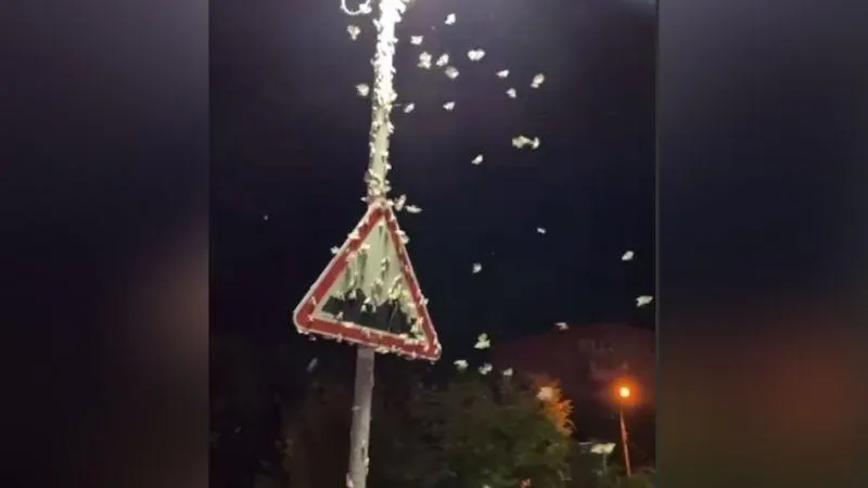 ТВОЕ ОРЕХОВО-ЗУЕВО / Telegram