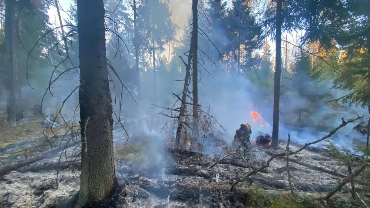 Комитет лесного хозяйства МО