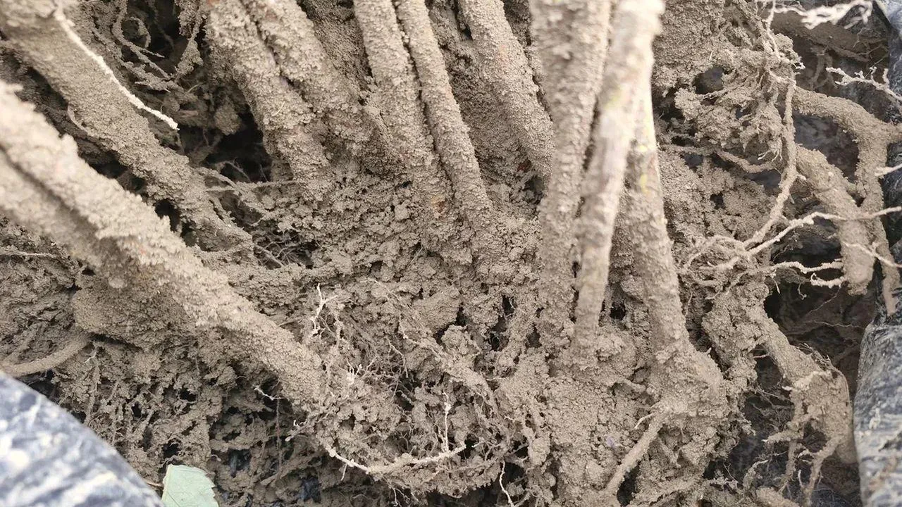 REGIONS/Наталья Надточая