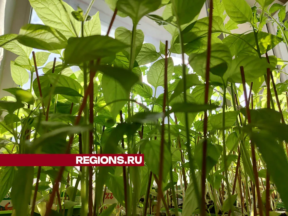 Фото: Дмитрий Кравцов