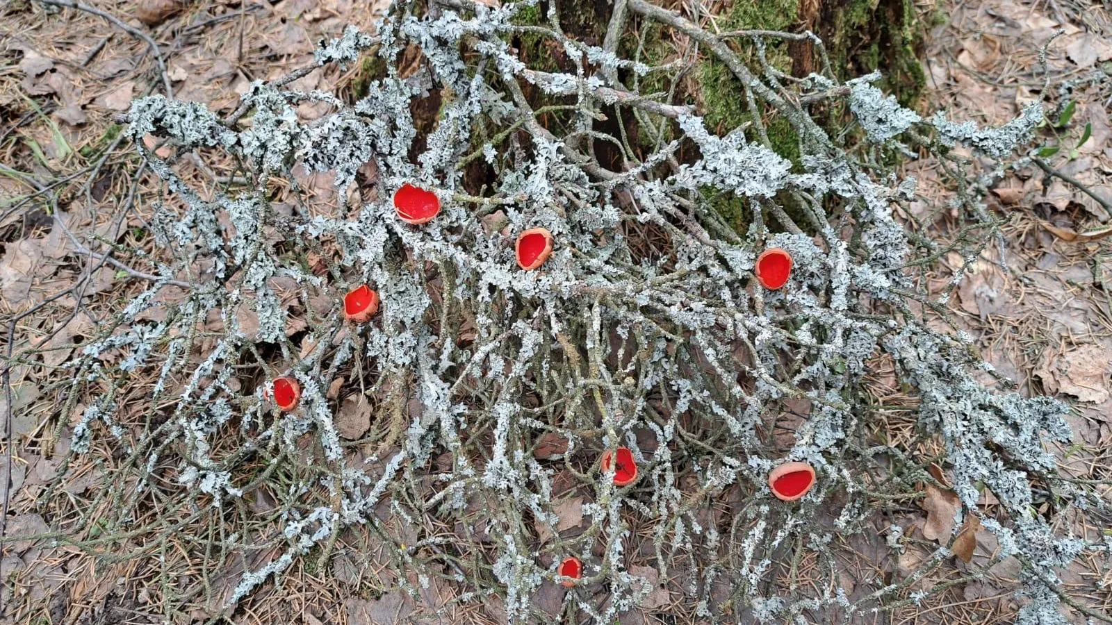 МедиаБанк Подмосковья/Анна Колесникова