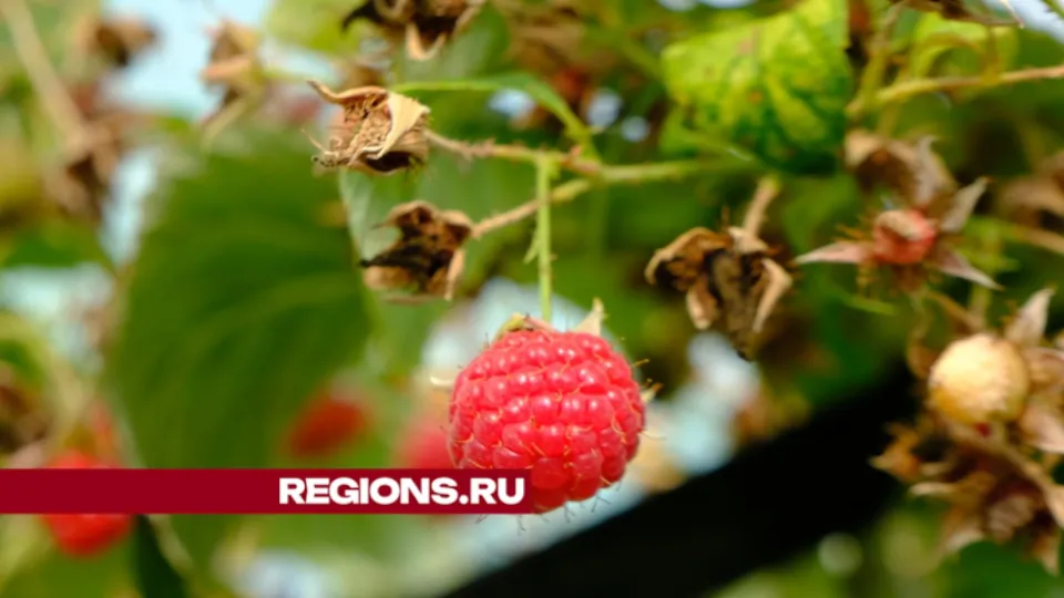 Фото: REGIONS/Мария Панина