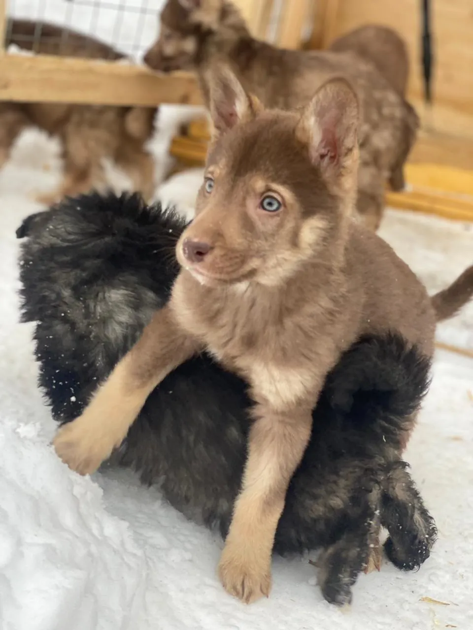 Фото: Подслушано Павловская Слобода Official / ВКонтакте