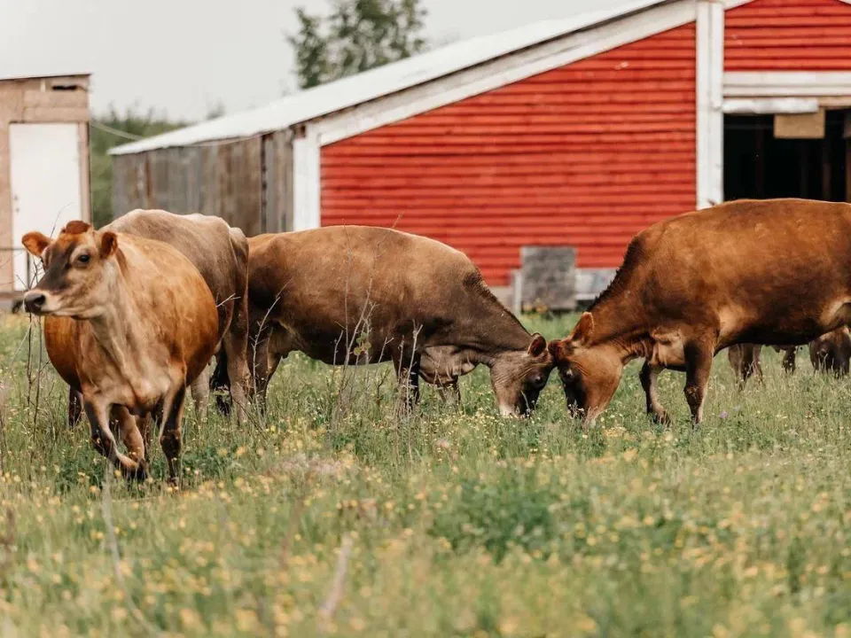 Фото: Пресс-служба Министерства сельского хозяйства и продовольствия Московской области