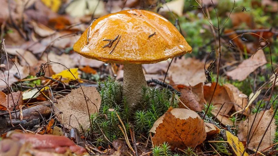 Фото: istockphoto.com