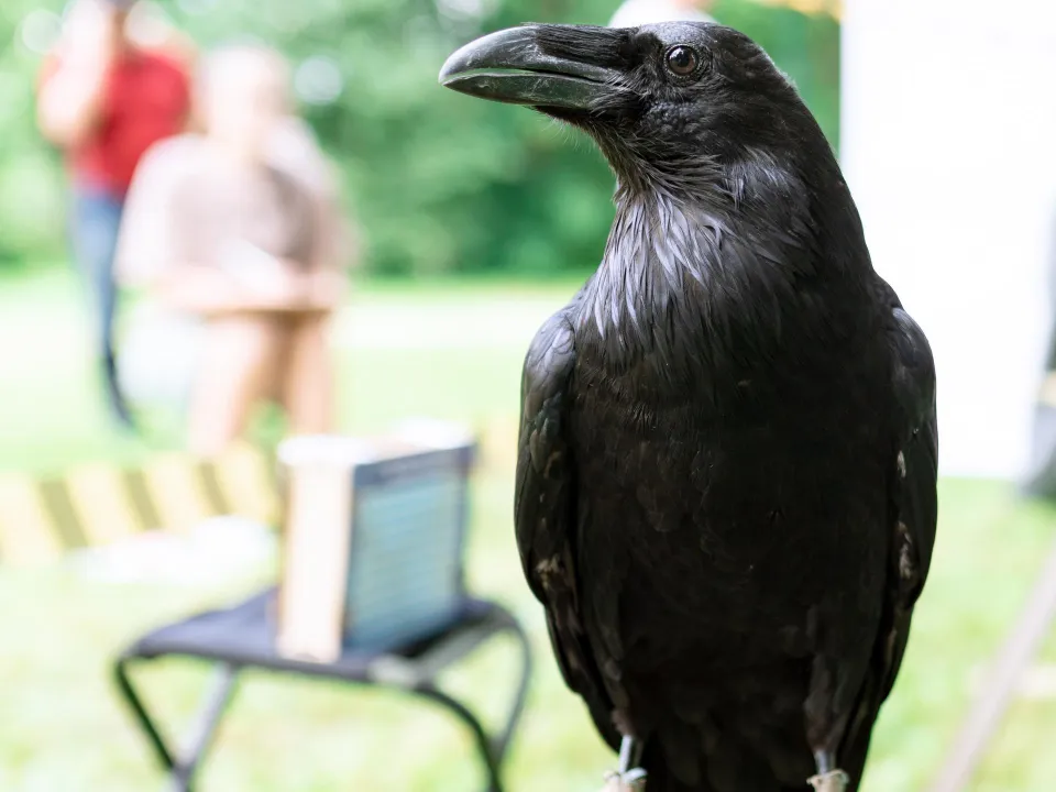 Фото: Государственный музей-заповедник «Зарайский кремль»