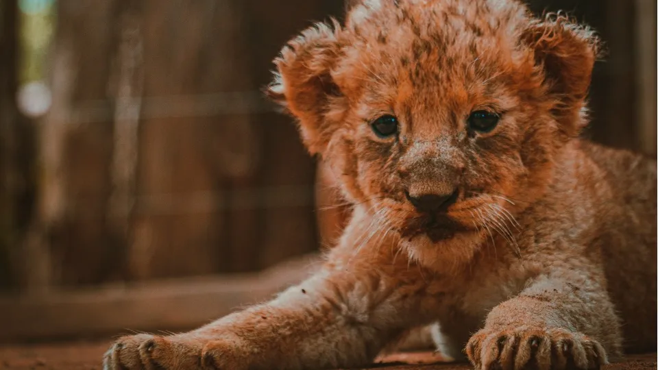 Фото: unsplash.com