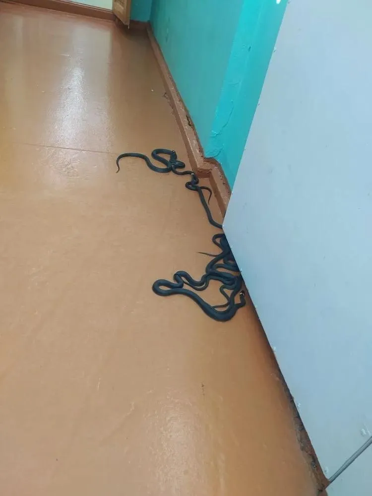 ОГБУ «Пожарно-спасательная служба Костромской области»