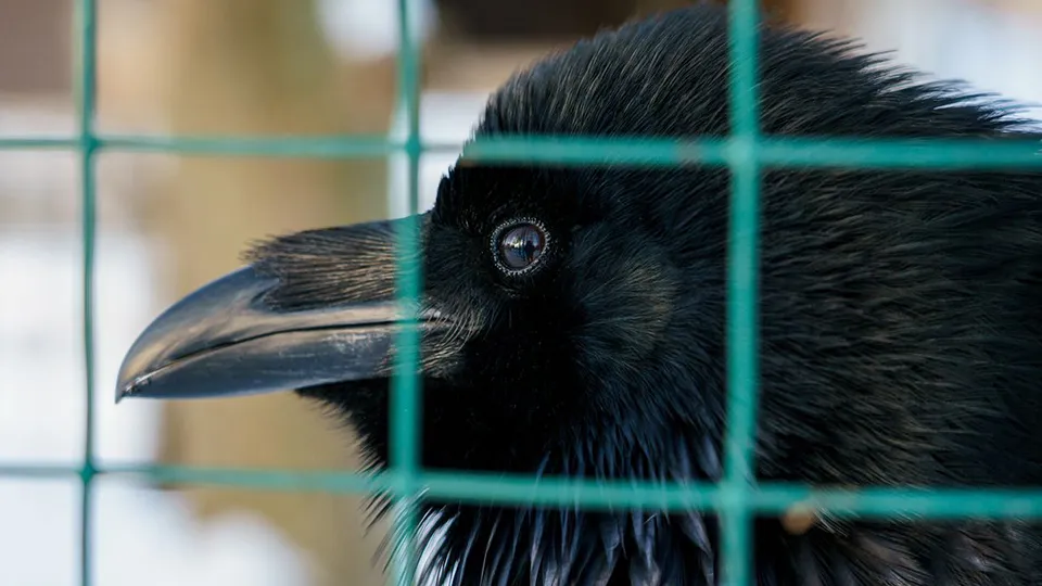 Фото: медиасток.рф