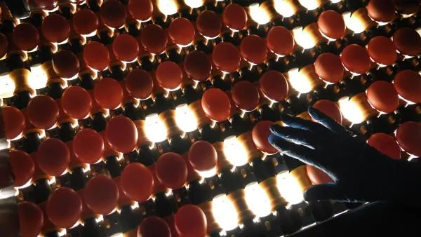 Птицефабрика «Элинар-Бройлер» расширит производство в Подмосковье